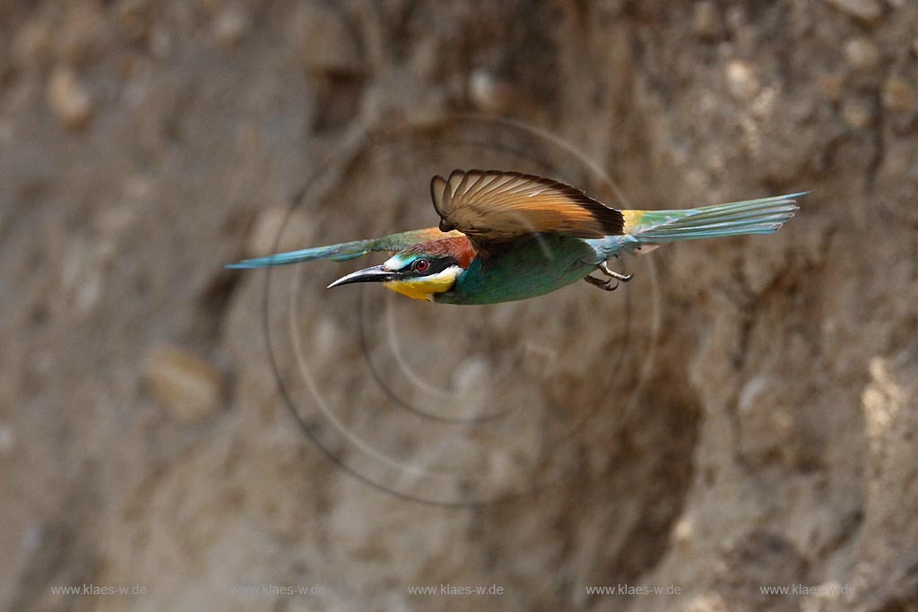 Bienenfresser im Flug vor der Brutwand ; Klaes/Hagen Naturfotografie