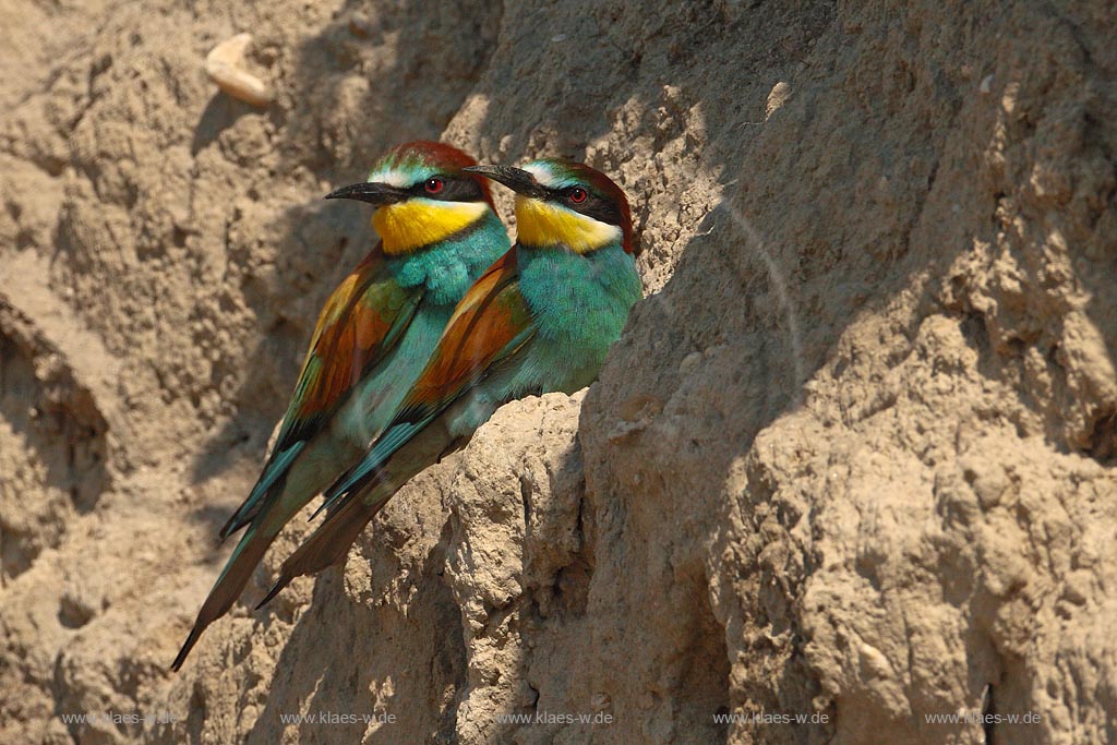 Bienenfresser Paar vor der Brutroehre sitzend, Ausschau haltend ; Klaes/Hagen Naturfotografie