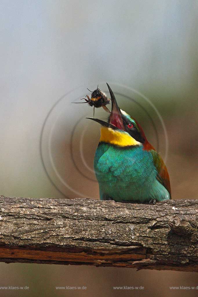 Bienenfresser wirft Hummel in die Luft mit offenem, geoeffentem Schnabel ; Klaes/Hagen Naturfotografie