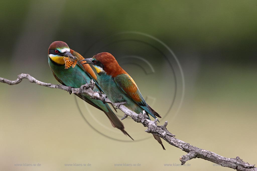 Bienenfresser Paar Maenchen bringt der Partnerin einen Falter als Brautgeschenk Balzverhalten ; Klaes/Hagen Naturfotografie