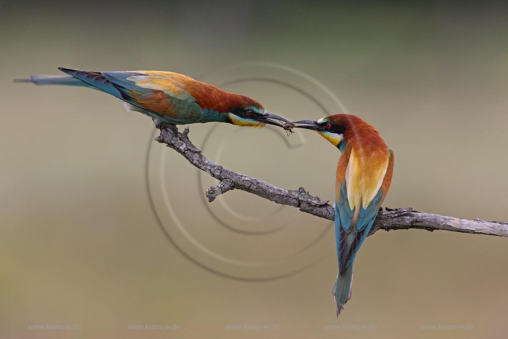 Bienenfresser Paar Maenchen fuettert seine Partnerin mit einem kleinen Insekt Brautgeschenk, Balzverhalten; Klaes/Hagen Naturfotografie