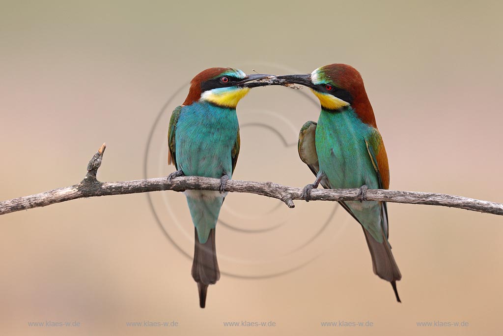 Bienenfresser Paar auf Ast sitzend Maenchen fuettert seine Partnerin mit einem Insekt, Brautgeschenk, Balverhalten ; Klaes/Hagen Naturfotografie