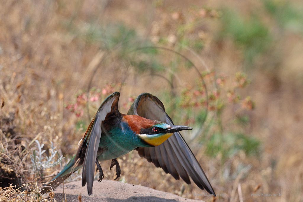 Bienenfresser fliegt aus der Brutroehre am Boden ; Klaes/Hagen Naturfotografie