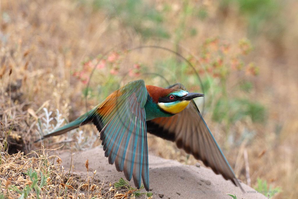 Bienenfresser fliegt aus der Brutroehre ; Klaes/Hagen Naturfotografie