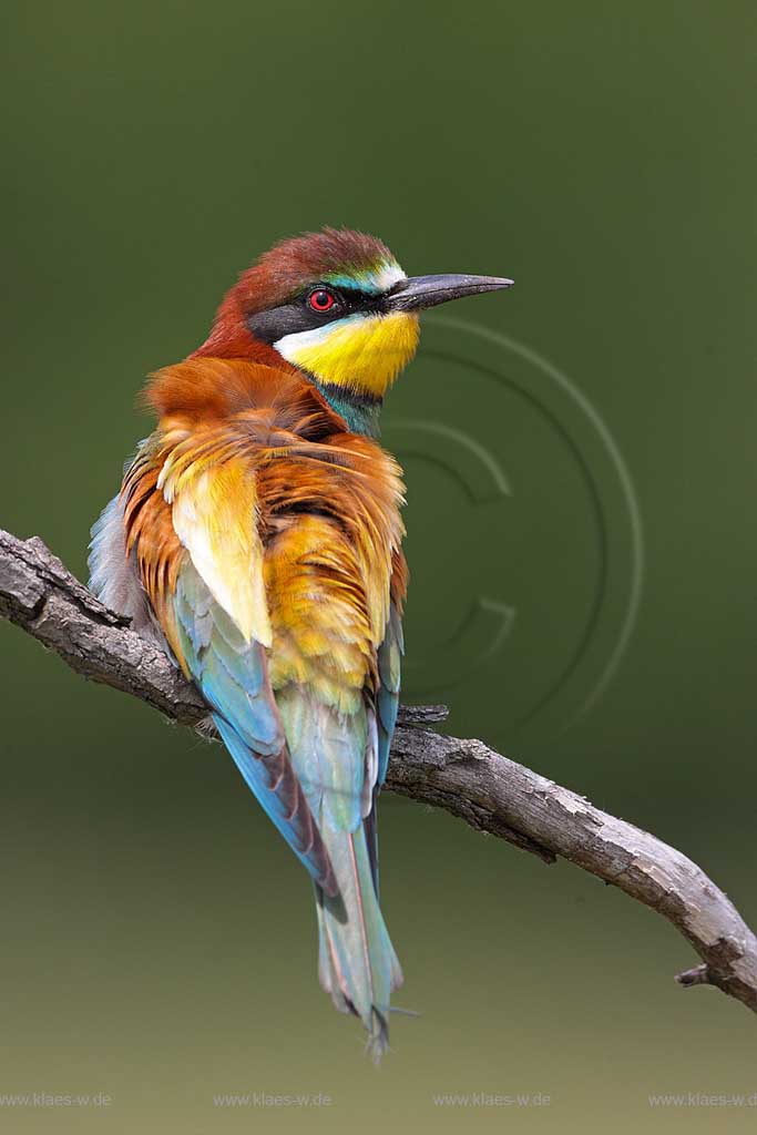 Kishunsag Nationalpark Ungarn Bienenfresser auf einem Ast mit Rueckenwind; Kishunsang nationalpark hungary bee-eaters on a branch with tailwind