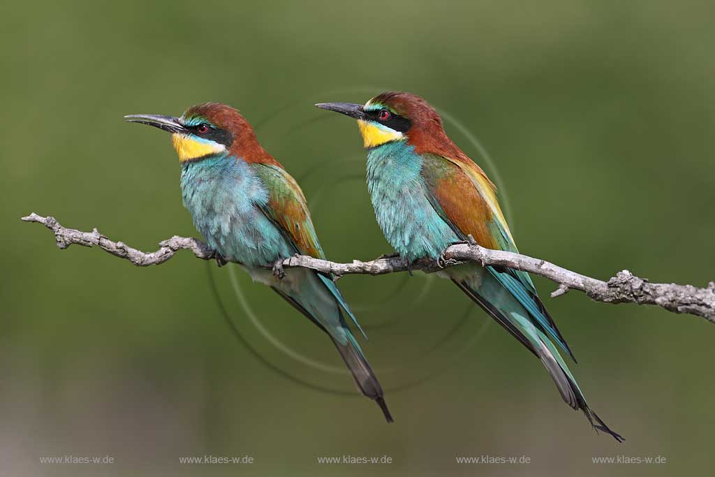 Kishunsag Nationalpark Ungarn Bienenfresser auf einem Ast; Kishunsang nationalpark hungary bee-eaters on a branch