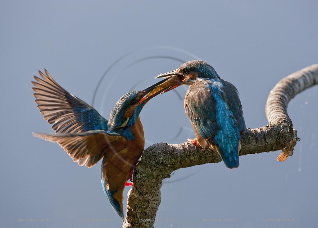 Eisvogel (Alcedo atthis) mit erbeutetem Weissfisch; Balzfuetterung mit Fischuebergabe von Schnabel zu Schnabel mit Weibchen auf Ast sitzend waehrende das Maenchenl mit Fluegelschlag den Beutefisch uebergibt, besonders sehenswerte Aufnahme  im Gegenlich, Deutschland (NS) ; Klaes/Hagen Naturfotografie