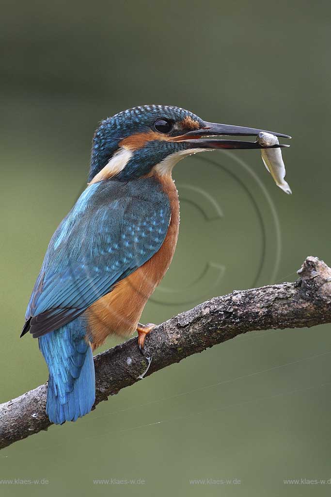 Eisvogel (Alcedo atthis) mit erbeutetem Weissfisch, Deutschland (NS) ; Klaes/Hagen Naturfotografie