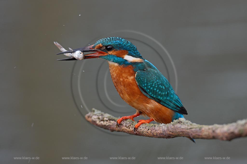 Eisvogel auf einem Ast sitzende hat einen kleinen Weissfisch erbeutet und haelt ihn im Schnabel; Klaes/Hagen Naturfotografie