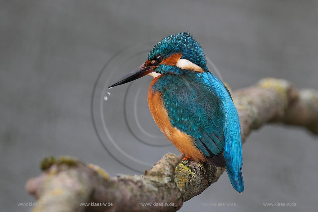 Eisvogel auf einem Ast sitzend hat seine Beute verfehlt, Wasser tropft vom Schnabel ; Klaes/Hagen Naturfotografie