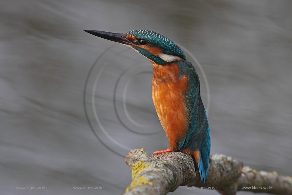 Eisvogel auf Ast sitzend hat eine Gefahr wahrgenommen und nimmt die Hab-acht-Stellung ein ; Klaes/Hagen Naturfotografie