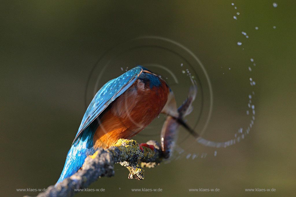 Eisvogel auf Ast sitzend schlaegt den erbeuteten Fisch gegen die Sitzwarte; Klaes/Hagen Naturfotografie