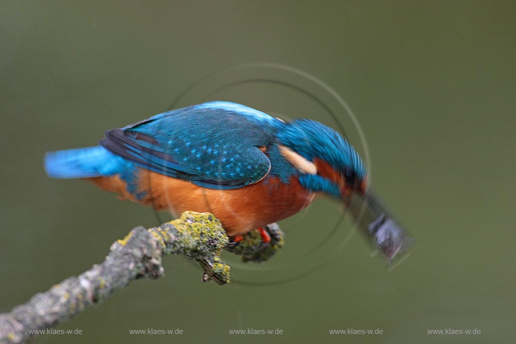 Eisvogel auf Ast sitzend dreht den Beutefisch, um ihn Kopf voraus zu schlucken ; Klaes/Hagen Naturfotografie