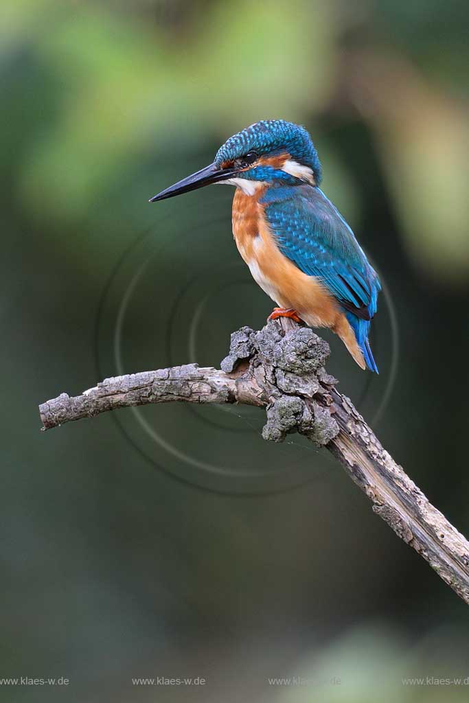 Eisvogel spaet von seiner Sitzwarte aus nach Beute ; Klaes/Hagen Naturfotografie