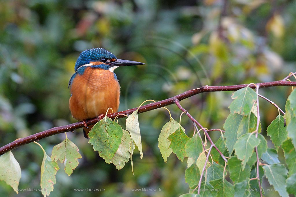 Eisvogel auf einem Birkenzweig sitzend, sich von der Jagt ausruhend; Klaes/Hagen Naturfotografie