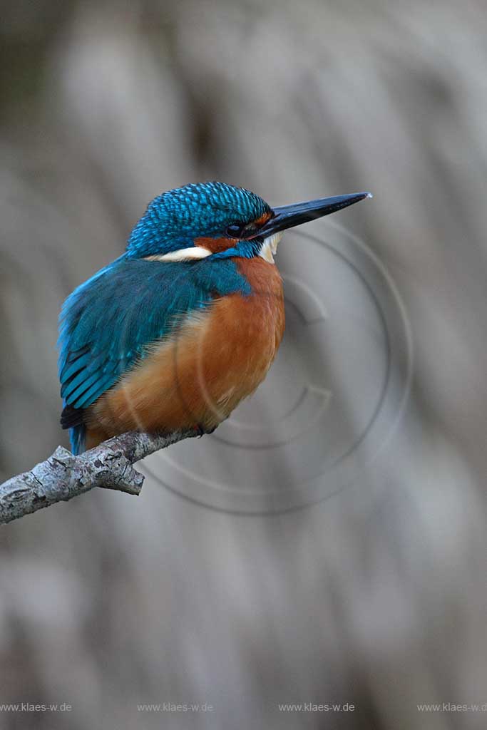 Eisvogel auf Ast sitztend vor vereistem Gras am Gewaesserrand ; Klaes/Hagen Naturfotografie