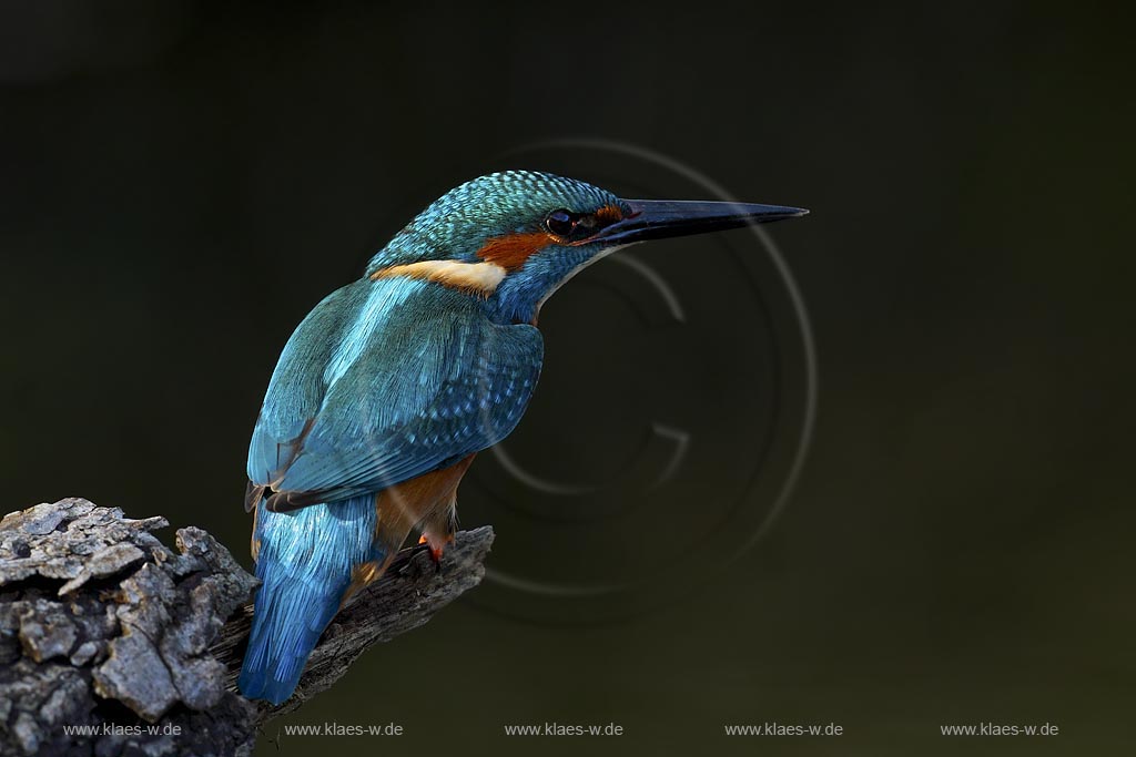 Eisvogel auf Ansitz im Lichtspot