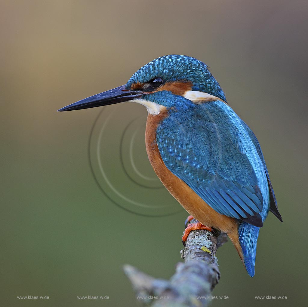 Eisvogel gro auf Ansitzast, Klaes/Hagen