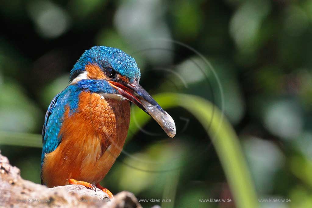 Eisvogel will fttern, Klaes/Hagen