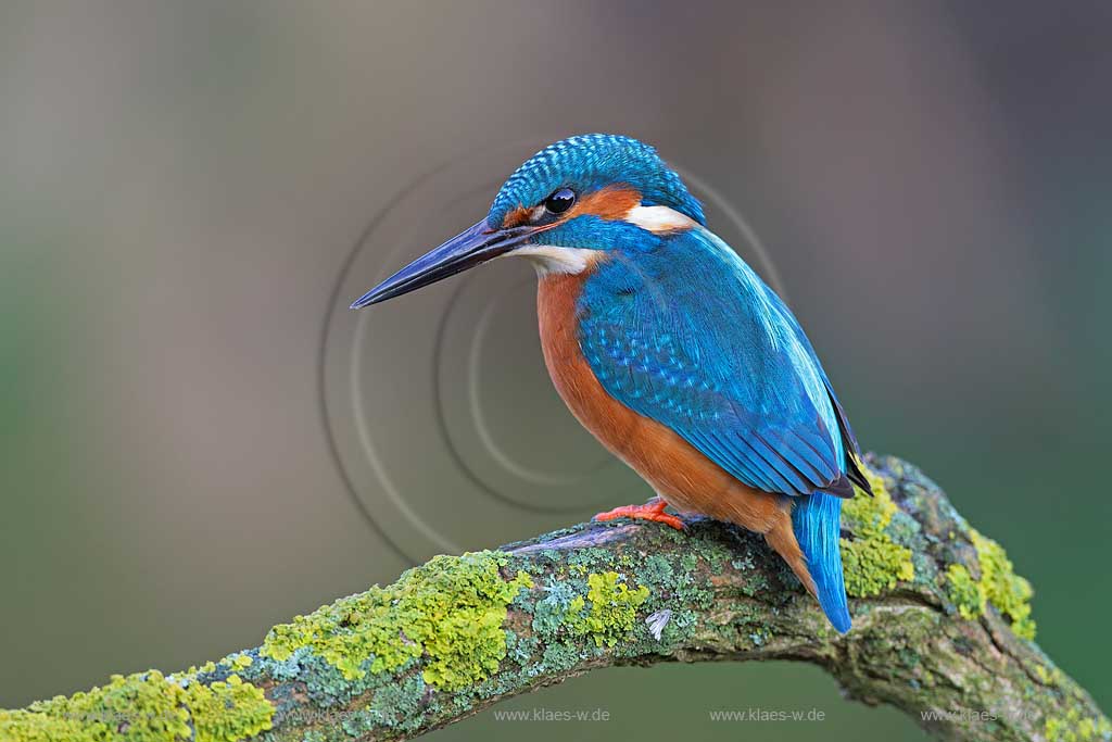 Niedersachsen Deutschland Eisvogel auf einem Ast; Germany kingfisher on a branch