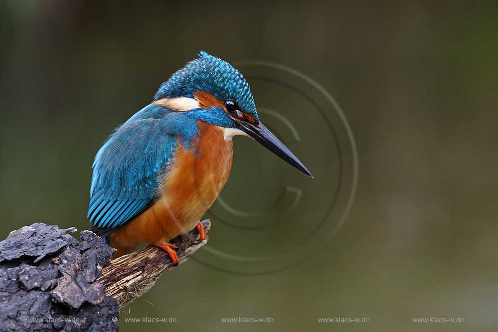 Niedersachsen Deutschland Eisvogel auf einem Ast; Germany kingfisher on a branch