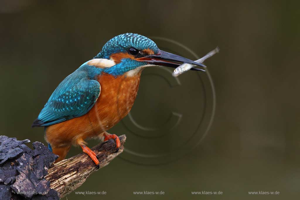Niedersachsen Deutschland Eisvogel mit Beutefisch auf einem Ast; Germany kingfisher with a fish on a branch