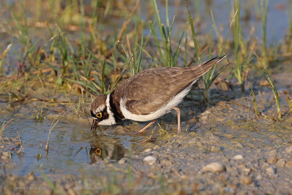 Flussregenpfeifer auf Nahrungssuche im Flachwasser mit Spiegelung