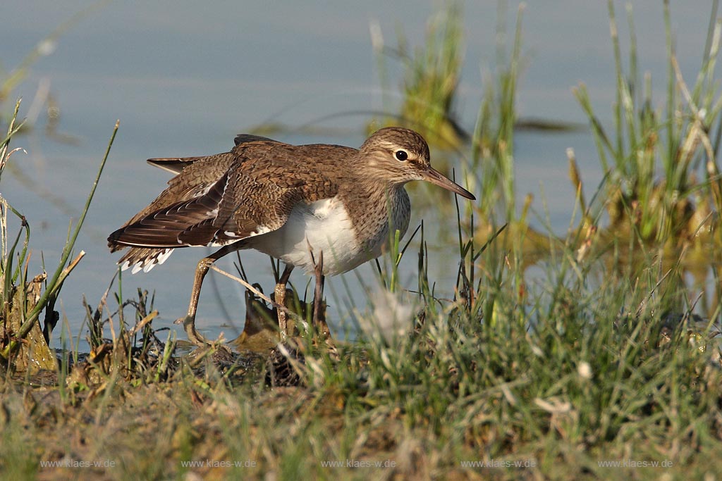 Flussuferlaeufer lueftet seine Fluegel