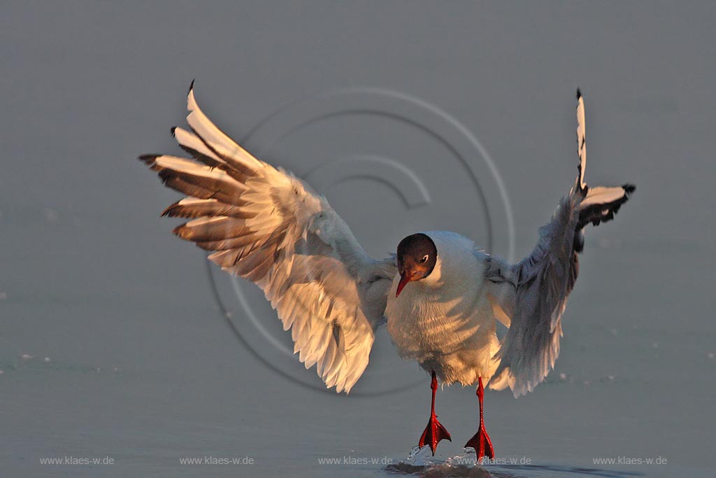 Lachmoewe im Abflug vom Wasser