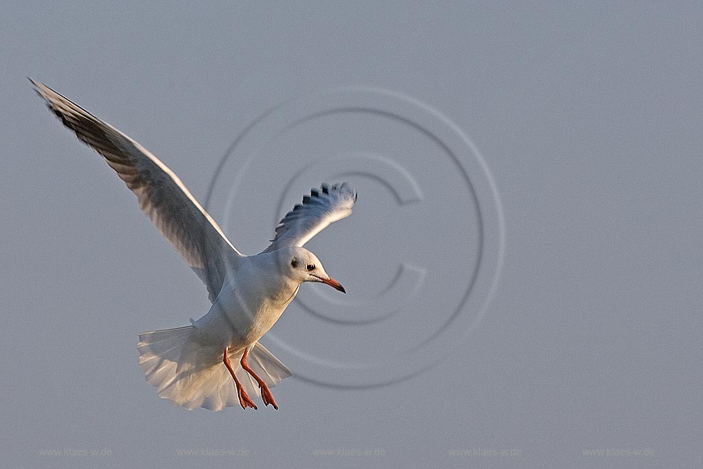 Lachmoewe im Flug