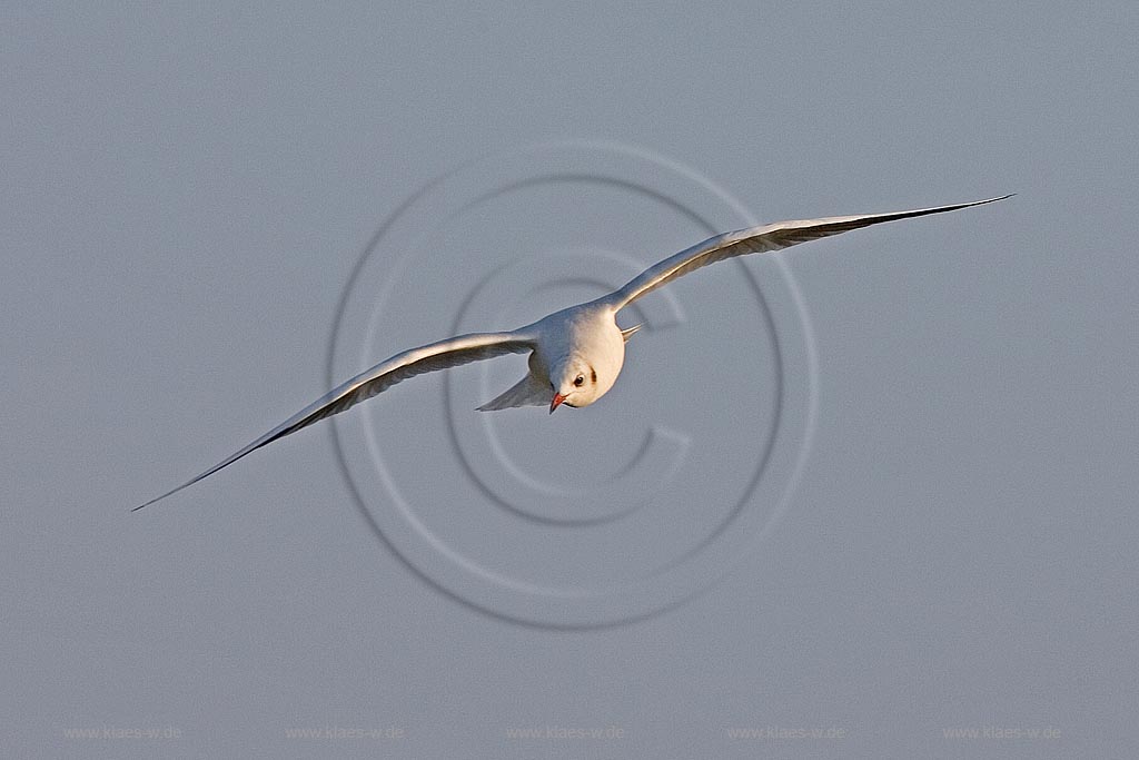 Lachmoewe im Flug