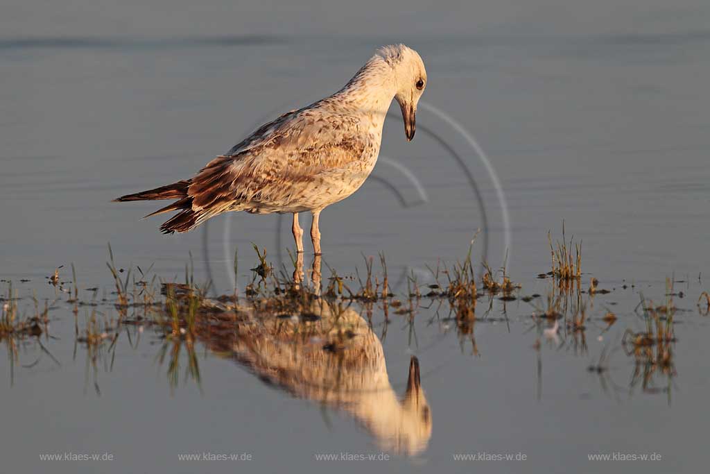 Moewe mit Spiegelbild 1, Klaes/Hagen