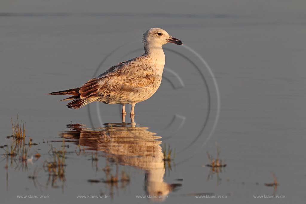 Moewe mit Spiegelbild 1, Klaes/Hagen
