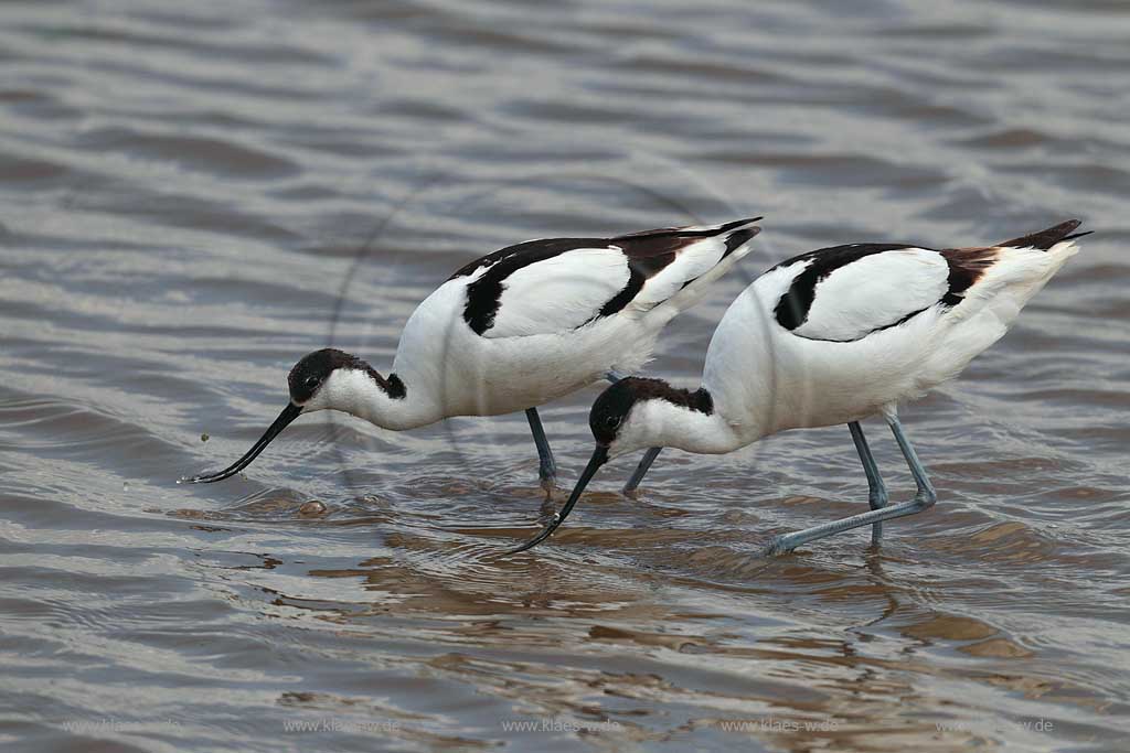 Burgenland Oesterreich Saebalschnaebler im wasser auf Futtersuche; Austria avocets forage for food in the water