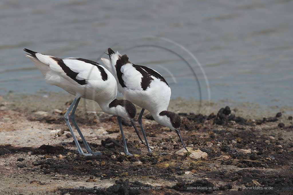 Burgenland Oesterreich Saebelschnaebler auf Nistplatzsuche; Austria avovets looking for nesting site