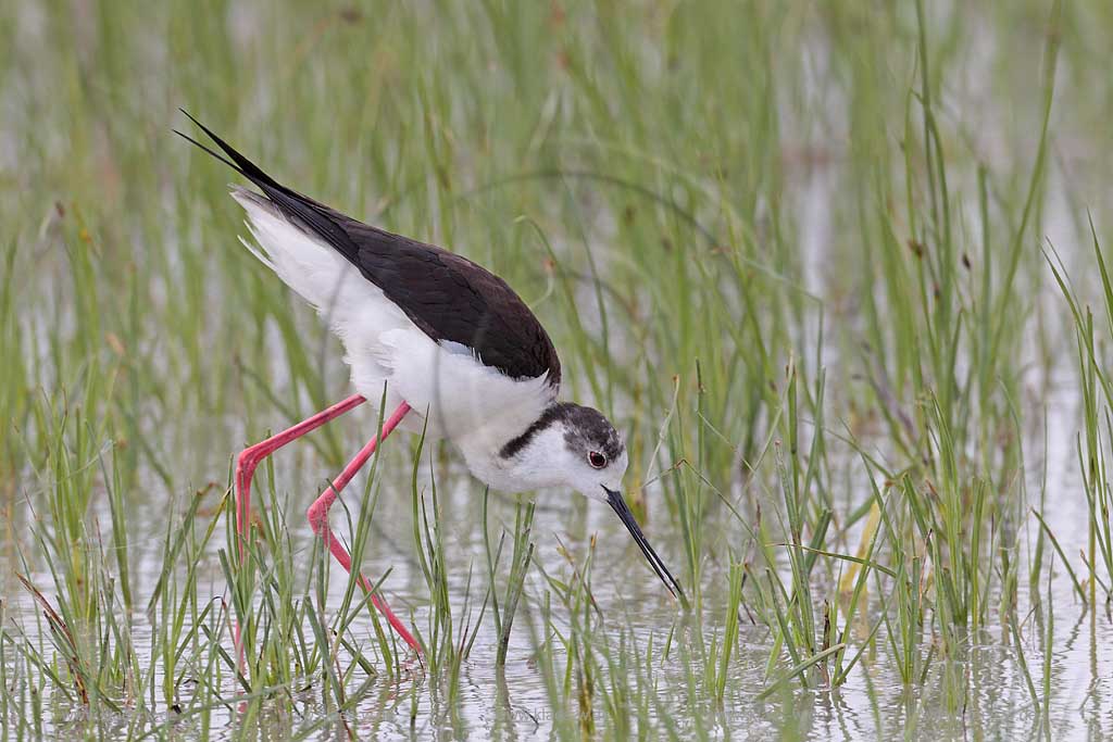 Burgenland Oesterreich Stelzenlaeufer im Wasser auf Futtersuche; Austria black-winged Stilt forages for food in the water