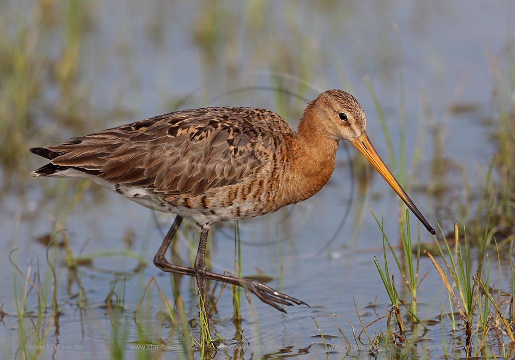 Uferschnepfe im Flachwasser auf Nahrungssuche