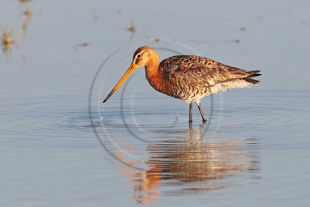 Burgenland Oesterreich Uferschnepfe auf Futtersuche im Wasser; Austria black-tailed godwit forages for food in the water