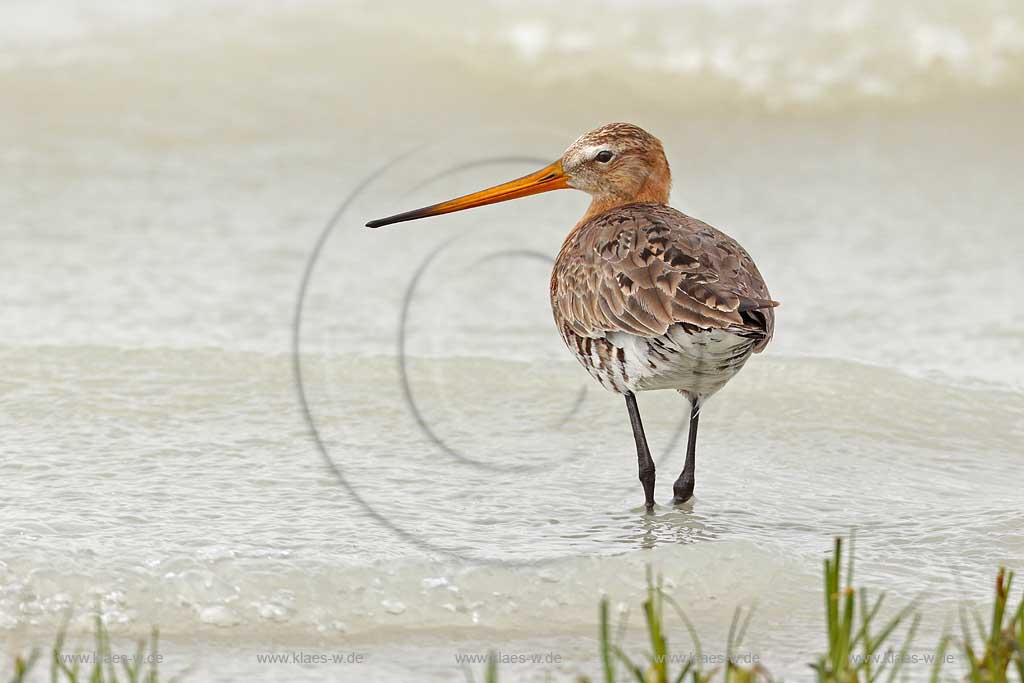 Burgenland Oesterreich Uferschnepfe im Wasser; Austria black-tailed godwit in the water