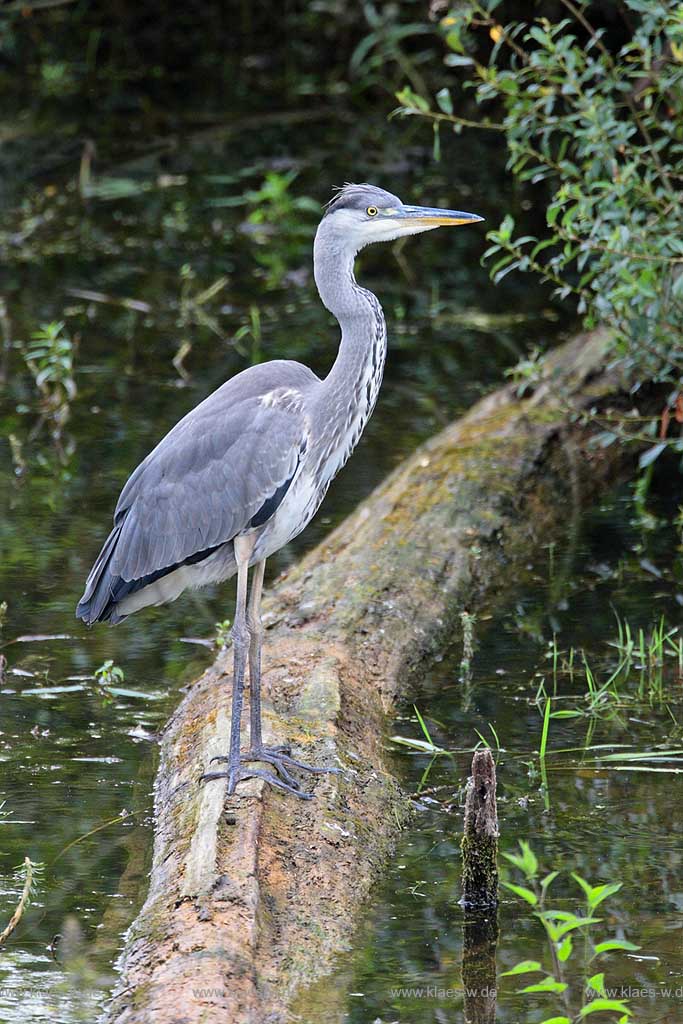 Graureiher, Fischreiher steht auf Baumstamm in einem See
