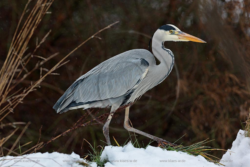 Fischreiher Graureiher auf der Pirsch im Winter mit Schnee