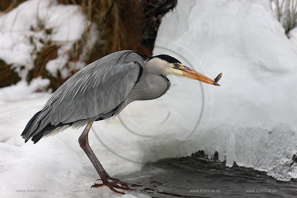 Fischreiher Graureiher mit Beutefisch Forelle am Eisloch