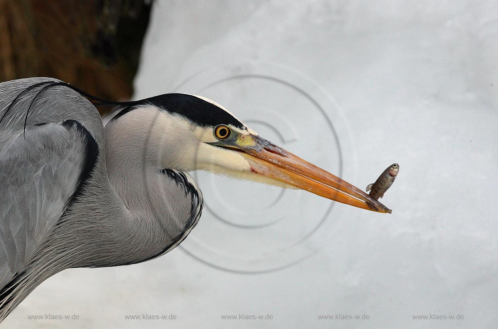 Fischreiher Graureiher mit Beutefisch Forelle am Eisloch