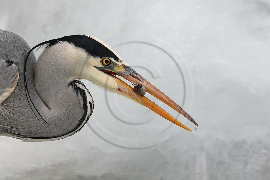 Fischreiher Graureiher Portrt mit Beutefisch Forelle