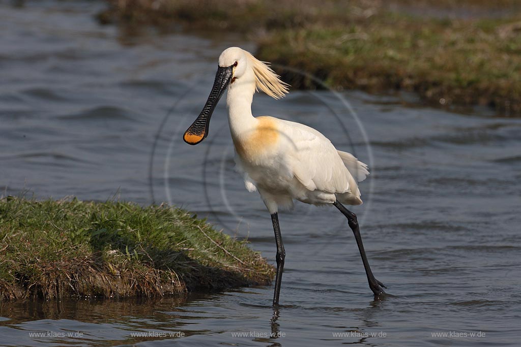 Loeffler auf Futtersuche im Flachwasser