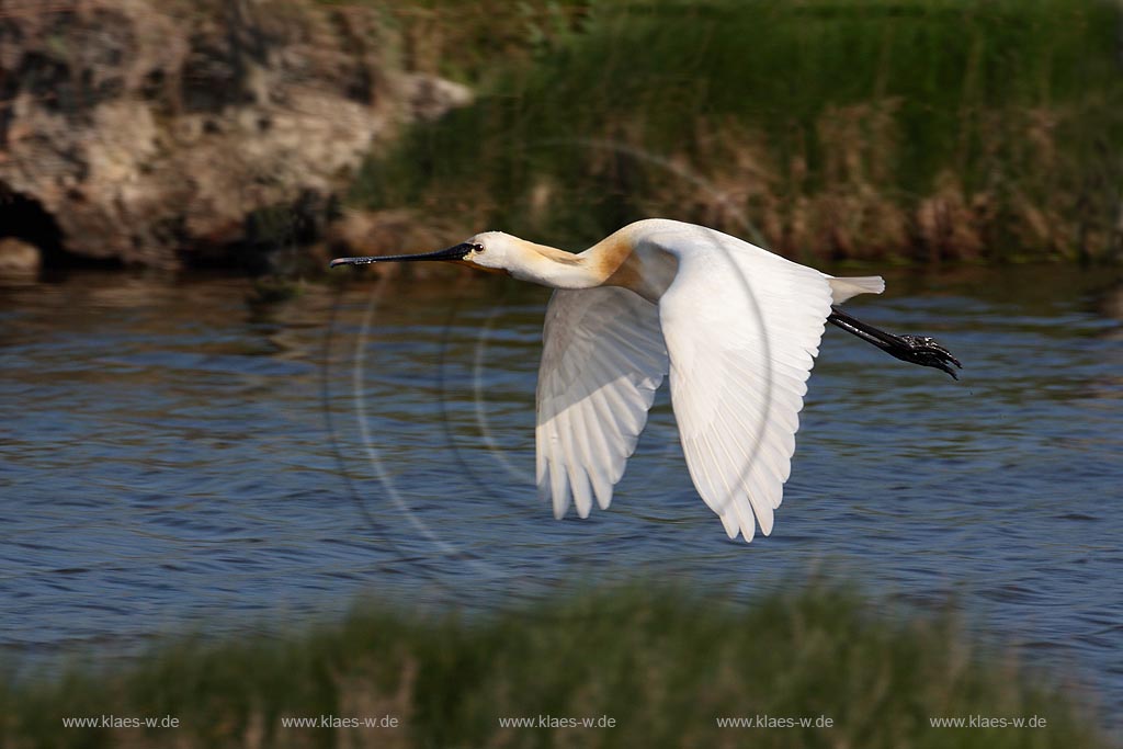 Loeffler im Flug ueber Wasser