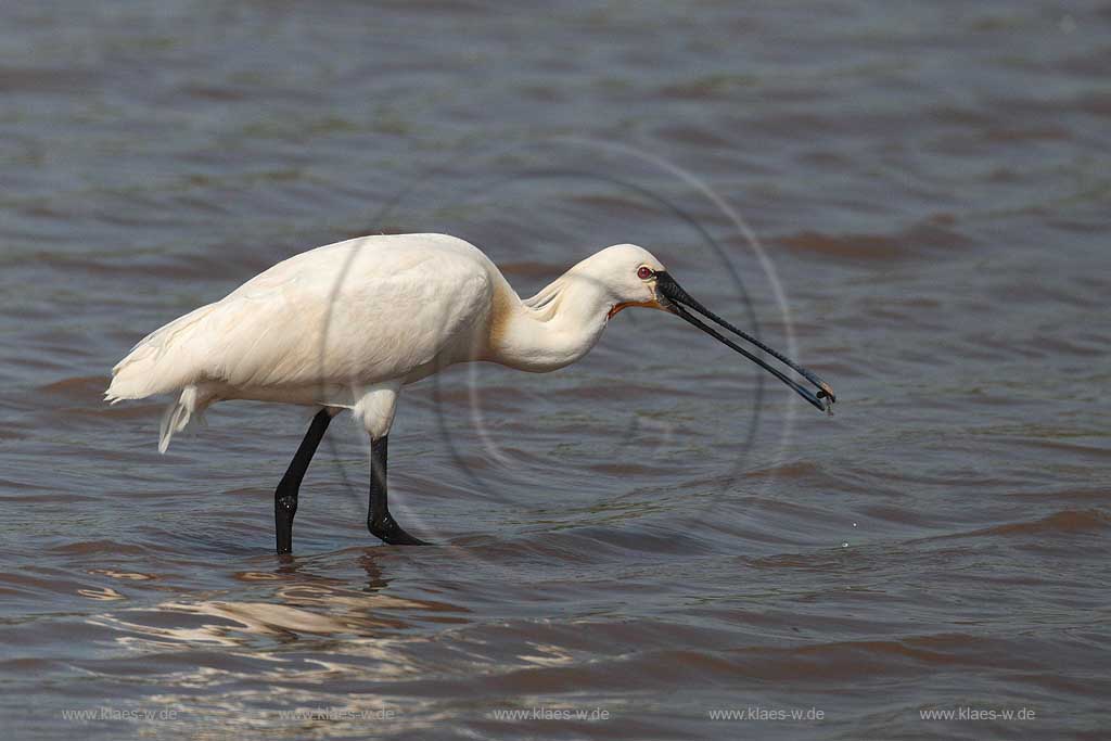 Burgenland Oesterreich Loeffler auf Futtersuche im Wasser; Austria European spoonbill forages for food in the water