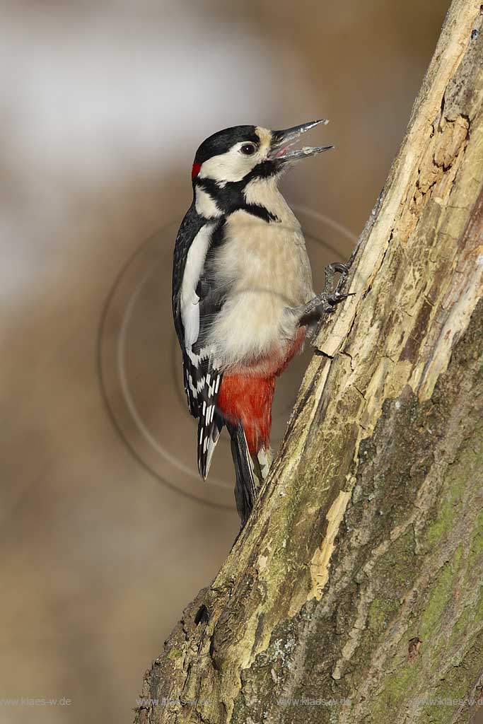 Buntspecht (Dendrocopos major) auf Futtersuche an Baumk hochkletternd, Deutchland, Niedersachsen ; Klaes/Hagen Naturfotografie