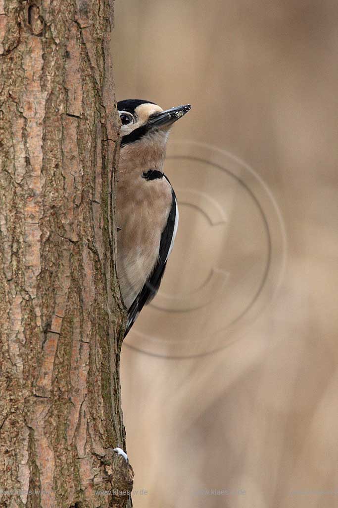Buntspecht kletternd auf Nahrungssuche blickt lugt hinter einem Baumstamm hervor ; Klaes/Hagen Naturfotografie