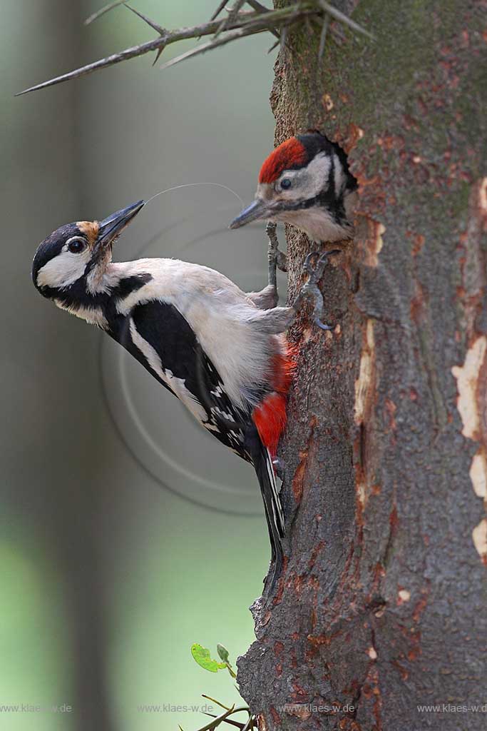 Buntspecht Altvogel hat am Baum kletternd den Jungvogel der mit seinem Kopf aus der Bruthoehle lugt gefuettert. nach der Fuetterung hat sich zwischen Altvogel und Jungem ein hier sichtbarer Schleimfaden gebildet ; Klaes/Hagen Naturfotografie